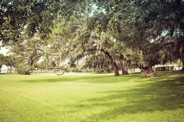 Chênes Moussus Dans Vert Parc Été Jekyll Island Géorgie États — Photo