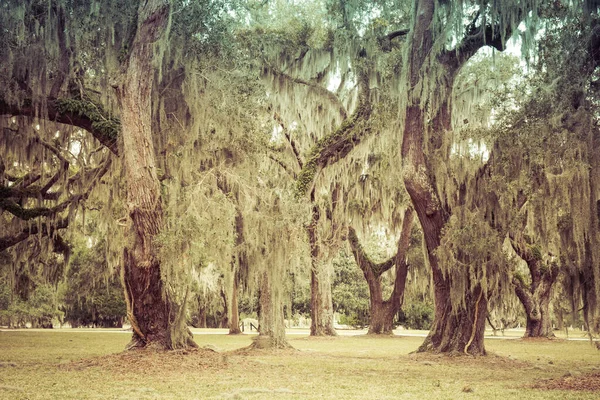 Mossy Oak Trees Parque Verão Verde Jekyll Island Geórgia Eua — Fotografia de Stock