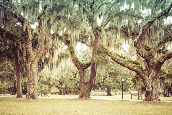 Mossige Eikenbomen Groen Zomerpark Jekyll Island Georgia Verenigde Staten — Stockfoto