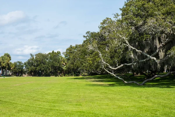 Groene Lentepark Met Vers Gras Bomen Palmen Prachtige Natuur Achtergrond — Stockfoto