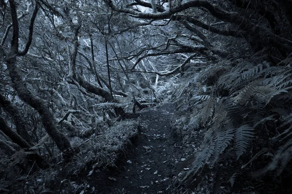 雾蒙蒙的森林 穿过它 野生林地的背景 — 图库照片