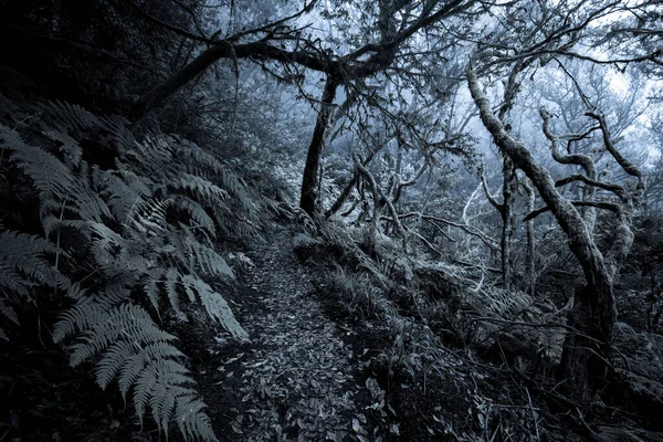 雾蒙蒙的森林 穿过它 野生林地的背景 — 图库照片