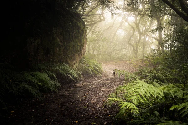 Pad Door Een Donker Bos Misty Boslandschap — Stockfoto