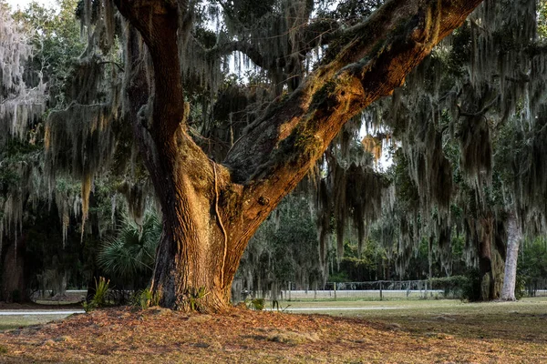 Zakrzywiony Gigantyczny Dąb Żywo Hiszpańskim Meczem Jekyll Island Gruzja — Zdjęcie stockowe