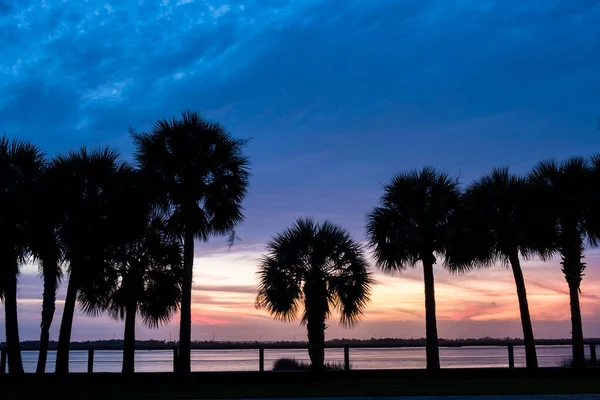 Palm Träd Solnedgången Gyllene Himmel Bakgrundsbelysningen Medelhavet — Stockfoto