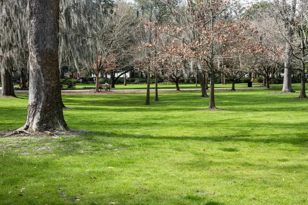 Famous Live Southern Live Oaks Covered Spanish Moss Growing Savannah — Stock Photo, Image