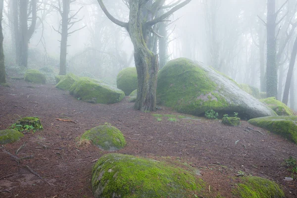 Prachtig Mystiek Bos Een Zomerochtend Landschap Met Pad Dromerig Mistig — Stockfoto