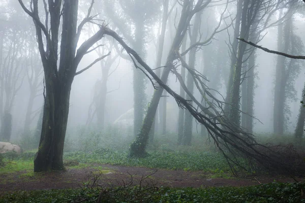 夏天的早晨 美丽的神秘森林 梦幻般雾蒙蒙的森林中的小径风景 — 图库照片