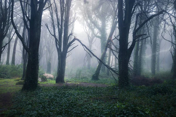 夏天的早晨 美丽的神秘森林 梦幻般雾蒙蒙的森林中的小径风景 — 图库照片