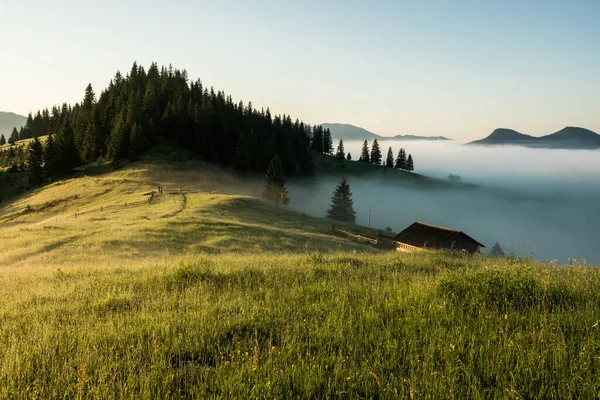 Fir Bos Berghellingen Bij Mistig Mistig Weer Groene Zomerwouden Mist — Stockfoto