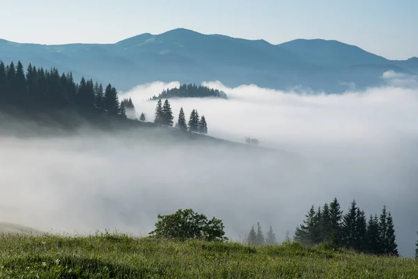 多雾的天气下 山上的冷杉林 在雾中的绿色夏季林地 — 图库照片