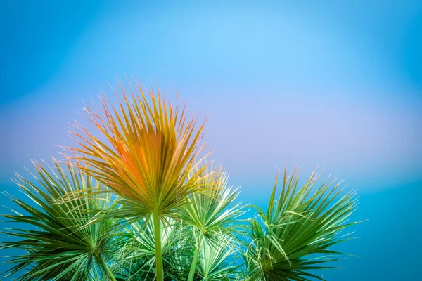 Palma Modré Obloze Tropické Pláže Pozadí — Stock fotografie
