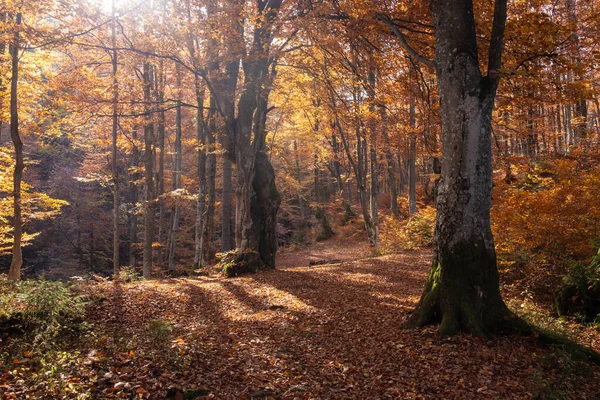 Autumn Forest Nature Vivid Morning Colorful Forest Sun Rays Branches — Stock Photo, Image