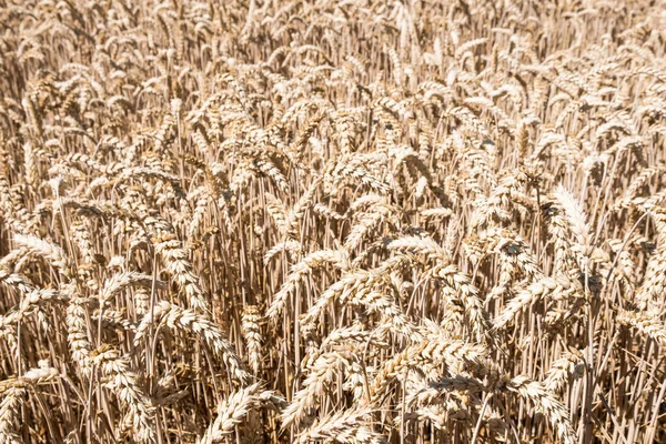 小麦畑クローズアップビュー 自然の背景 — ストック写真