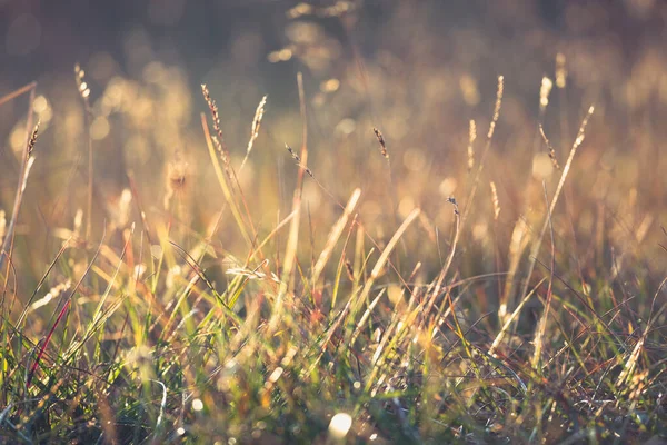 Gyllene Kväll Äng Lantlig Sommarbakgrund — Stockfoto