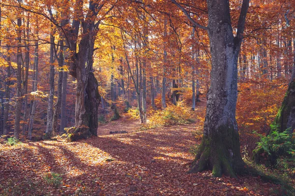 Natura Foresta Autunnale Mattina Vivida Nella Foresta Colorata Con Raggi — Foto Stock