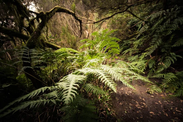 Cesta Temným Lesem Mlhavá Lesní Krajina — Stock fotografie