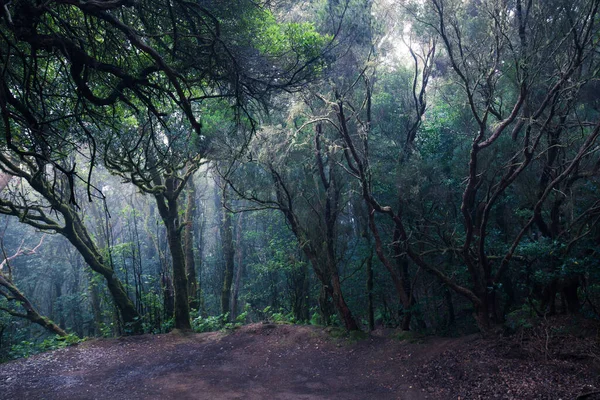 Caminho Através Uma Floresta Escura Paisagem Florestas Nebulosas — Fotografia de Stock