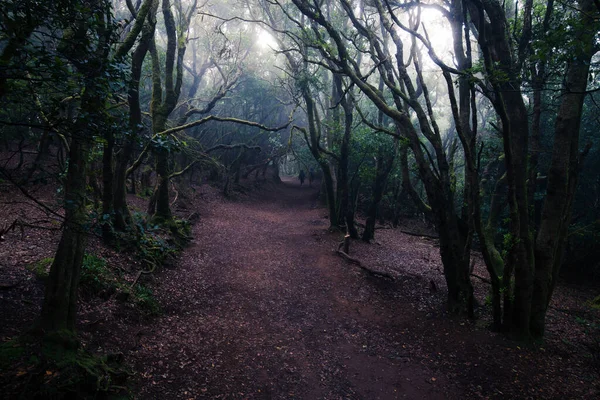 Floresta Nebulosa Escura Caminho Através Dela Floresta Selvagem Natureza Fundo — Fotografia de Stock