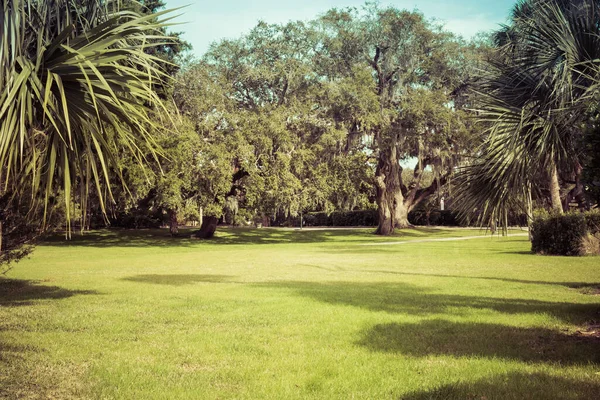 Parc Printemps Vert Avec Herbe Fraîche Arbres Palmiers Beau Fond — Photo