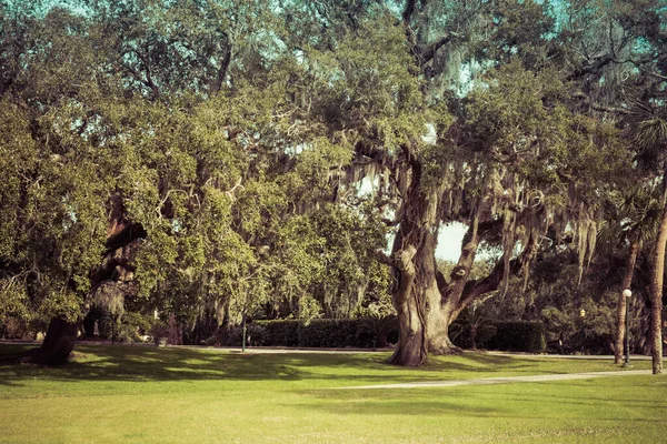 Zakrzywiony Gigantyczny Dąb Żywo Hiszpańskim Meczem Jekyll Island Gruzja — Zdjęcie stockowe