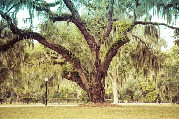 Roble Vivo Gigante Curvado Con Musgo Español Jekyll Island Georgia — Foto de Stock