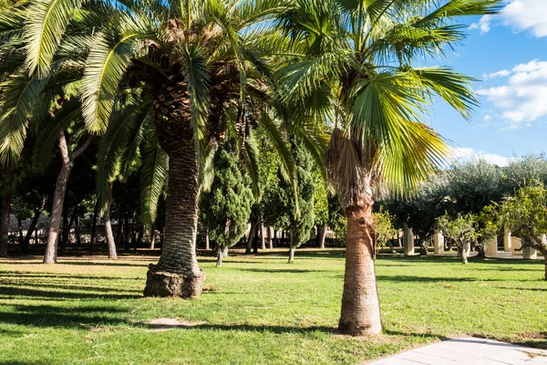 Groene Lentepark Met Vers Gras Bomen Palmen Prachtige Natuur Achtergrond — Stockfoto