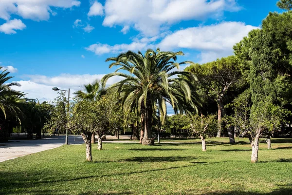 Groene Lentepark Met Vers Gras Bomen Palmen Prachtige Natuur Achtergrond — Stockfoto