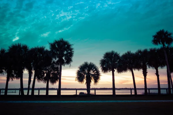 Silueta Palmeras Sobre Puesta Sol Dorada Azul Cielo Retroiluminación Florida —  Fotos de Stock