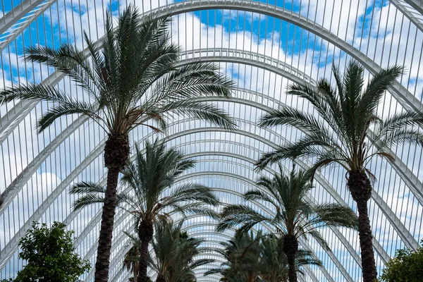 Palmová Ulička Krásné Zahradě Valencii Španělsko — Stock fotografie
