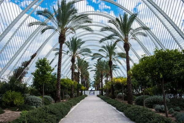 Palmsteegje Een Prachtige Tuin Valencia Spanje — Stockfoto