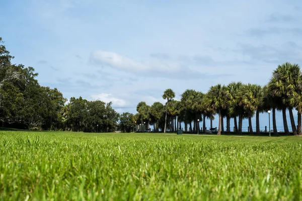 Parque Primavera Verde Com Grama Fresca Árvores Palmas Bela Natureza — Fotografia de Stock