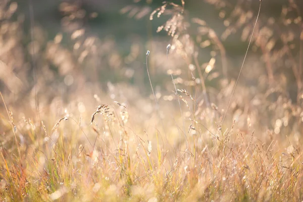 金色的夜晚在草地上 乡村的夏日背景 — 图库照片