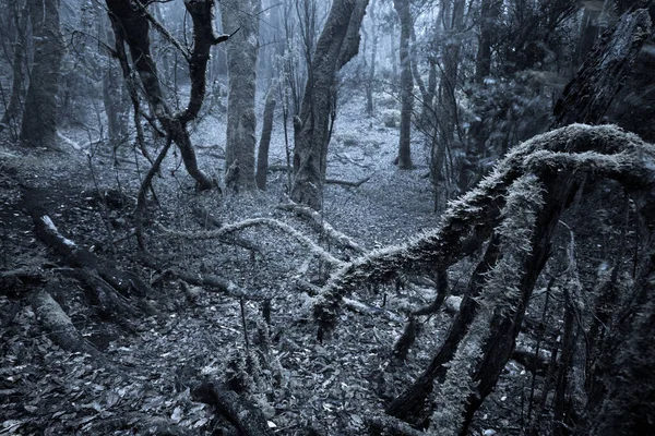 Bosque Niebla Oscura Camino Través Ella Bosques Silvestres Naturaleza Fondo Imagen De Stock