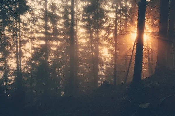 春天的一个雾蒙蒙的早晨 阳光穿过森林 — 图库照片