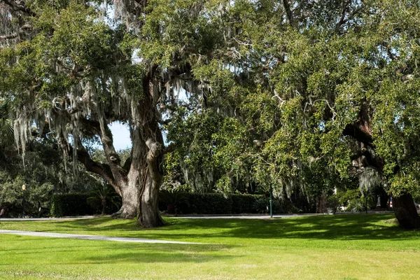 Parque Primavera Verde Con Hierba Fresca Árboles Palmeras Hermosa Naturaleza — Foto de Stock