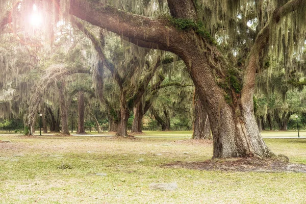 공원에는 야자나무가 아름다운 자연의 — 스톡 사진