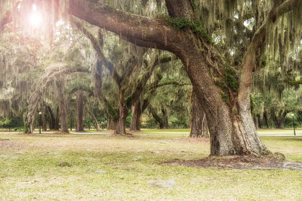 Parque Primavera Verde Con Hierba Fresca Árboles Palmeras Hermosa Naturaleza — Foto de Stock