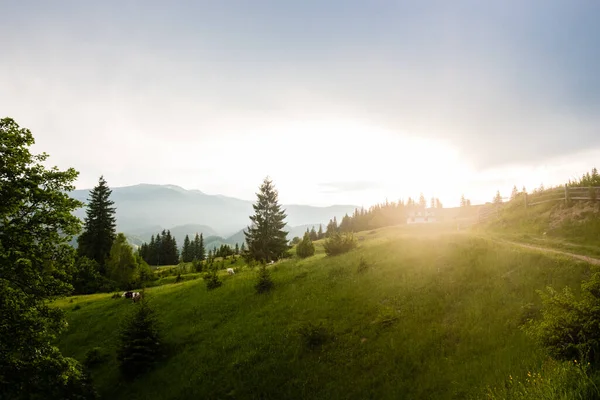 Dağdaki Yeşil Çayır Doğanın Bileşimi — Stok fotoğraf