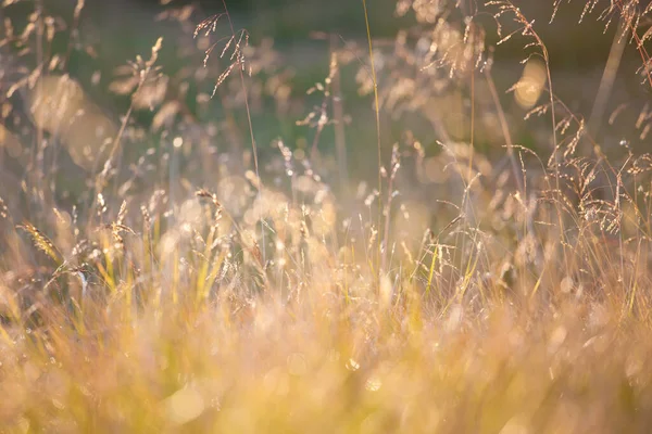 牧草地で夏の朝の黄金の光 農村の夏の自然背景 — ストック写真