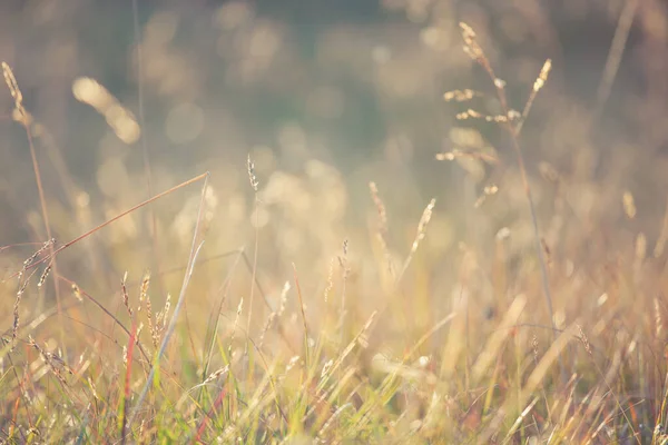 Goldenes Licht Des Sommermorgens Auf Der Wiese Ländliche Sommer Natur — Stockfoto