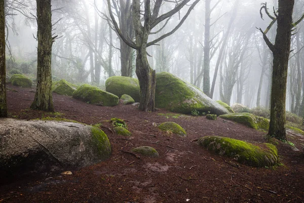 Prachtig Mystiek Bos Een Zomerochtend Landschap Met Pad Dromerig Mistig — Stockfoto