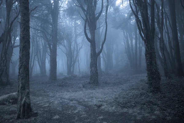 夜幕中令人恐怖的雾蒙蒙的森林 — 图库照片