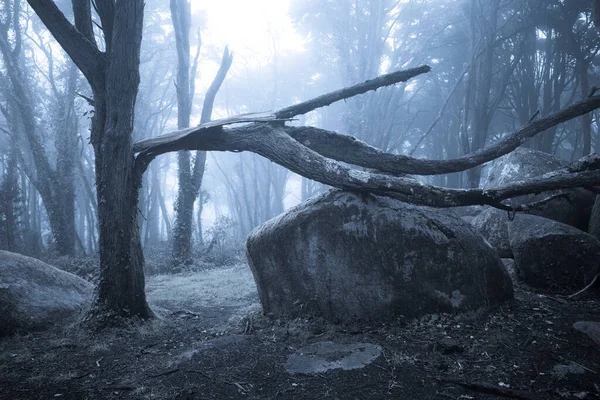 夜幕中令人恐怖的雾蒙蒙的森林 — 图库照片