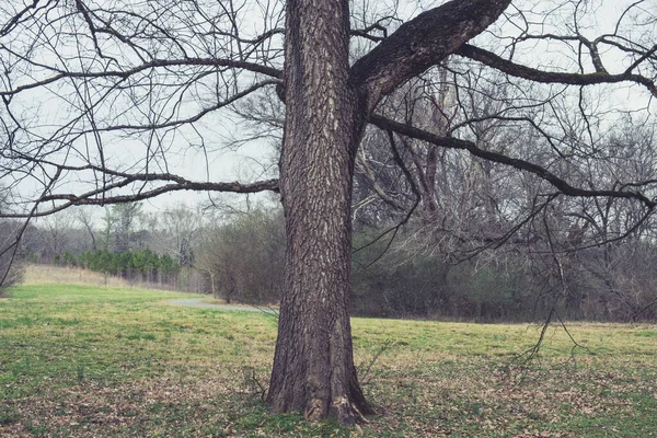 Imagen Antigua Vintage Con Árbol Solo Parque Ciudad —  Fotos de Stock