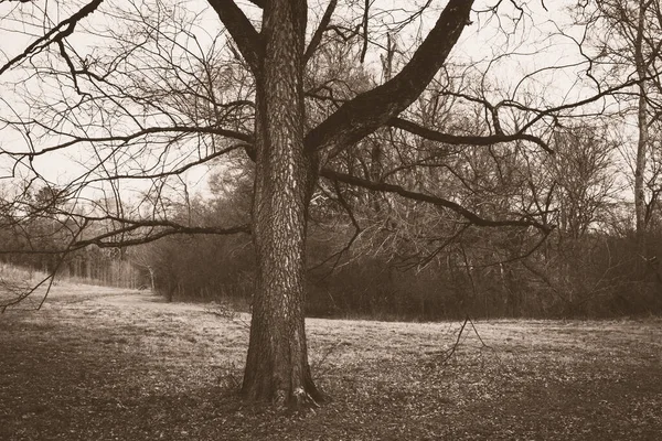シティパークに一本の木があるヴィンテージの古い写真 — ストック写真