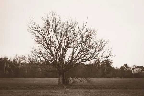 Stare Zdjęcie Samotnym Drzewem Parku Miejskim — Zdjęcie stockowe