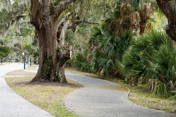 Mossy Oak Trees Verde Parque Verano Jekyll Island Georgia — Foto de Stock