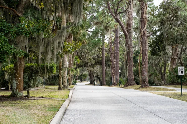 Chênes Moussus Dans Vert Parc Été Jekyll Island Géorgie États — Photo