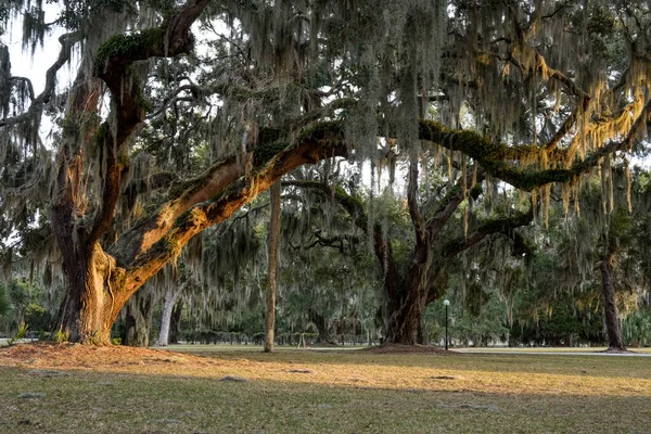 Árvore Carvalho Vivo Gigante Curvada Com Musgo Espanhol Jekyll Island — Fotografia de Stock